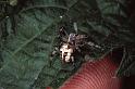 Larinioides_patagiatus_P1061_Z_75_Les Gris_Frankrijk